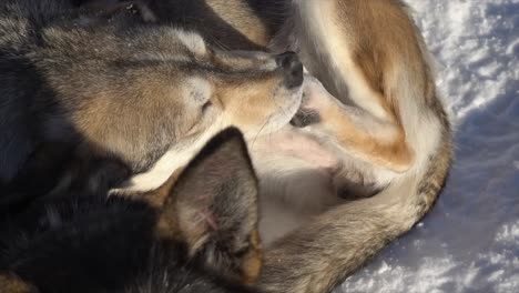 close up shot of a dog licking is paw after a long run pulling a sledge on a husky safari. the light is at sunset