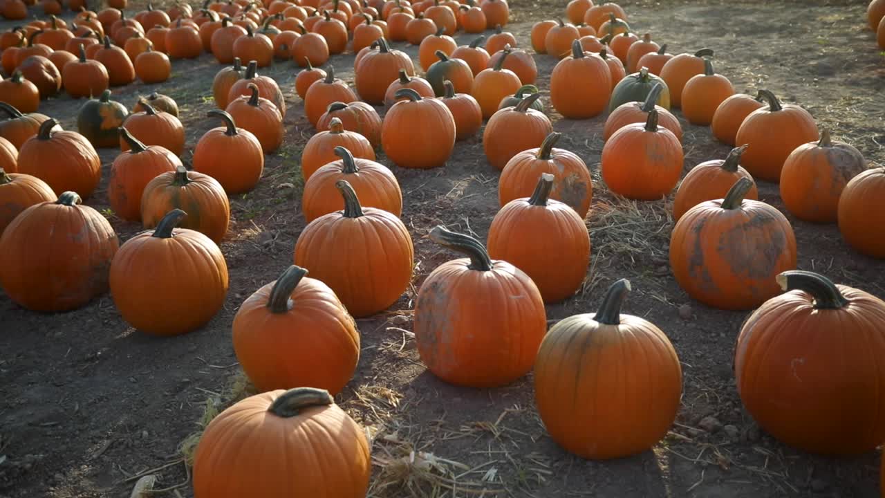 parche de calabaza - calabazas naranjas se encuentran en el campo durante la temporada de otoño en utah, ee.uu.