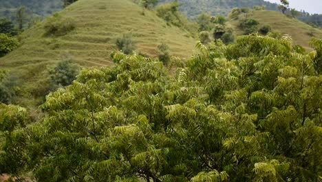 Hojas-Verdes-De-Bambú-Que-Soplan-En-El-Viento,-árbol-Y-Cielo-Azul,-Rama-De-árbol-Que-Sopla-En-El-Viento,-La-Hermosa-Hoja-De-árbol-Verde-Que-Se-Balancea-Da-Un-Relajante