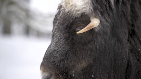 gentle eyed furry soggy musk ox under snowfall in winter forest - portrait detail close-up shot