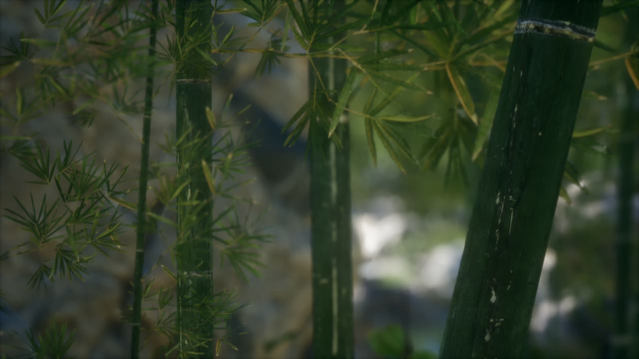 fondo de bosque de árboles de bambú verdes