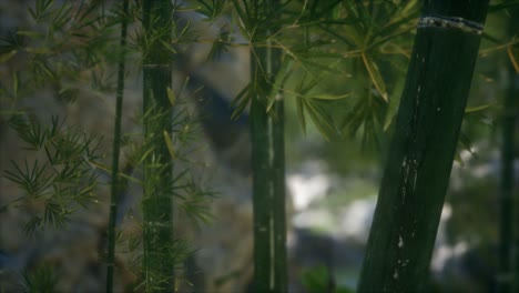green bamboo trees forest background