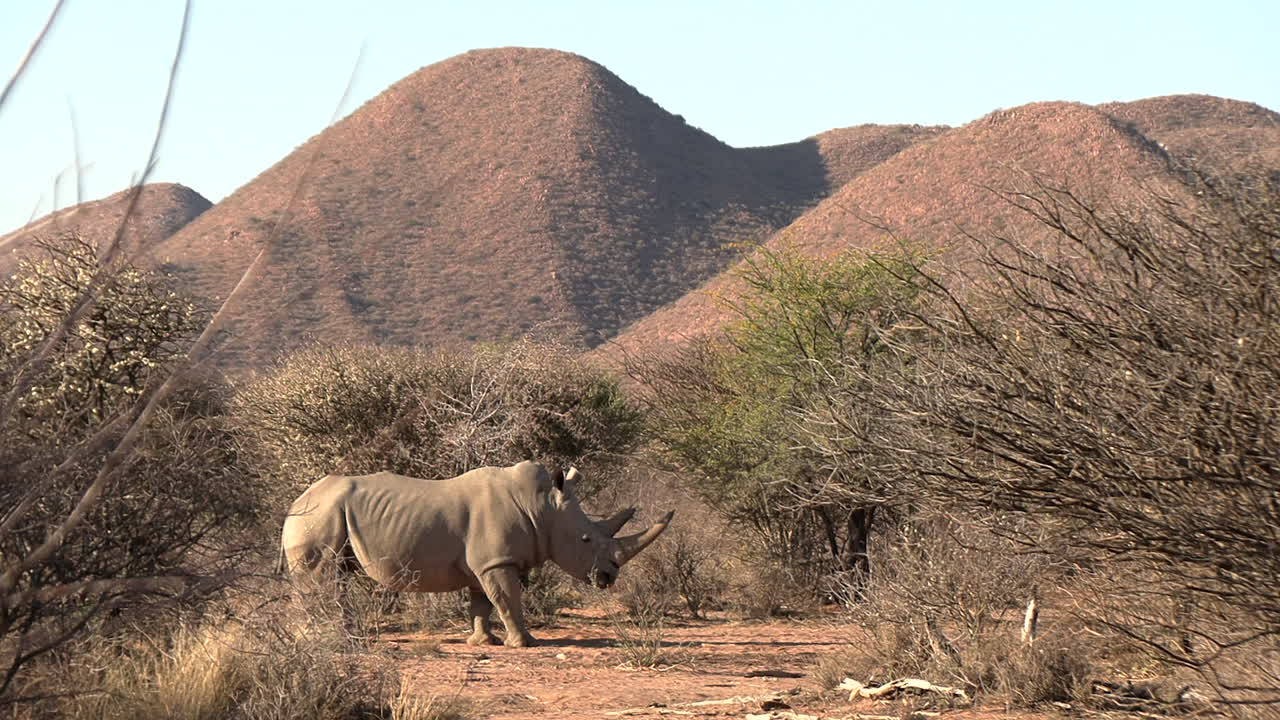 칼라하리 (kalahari) 의 덤불들 사이에서 큰 을 가진 강력한  코소 황소