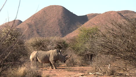 a mighty white rhino bull with big horns among the bushes in the kalahari