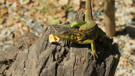 close-up of young green iguana on rotten stub feeding in sunlight