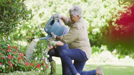Video of happy biracial senior couple watering plants in garden