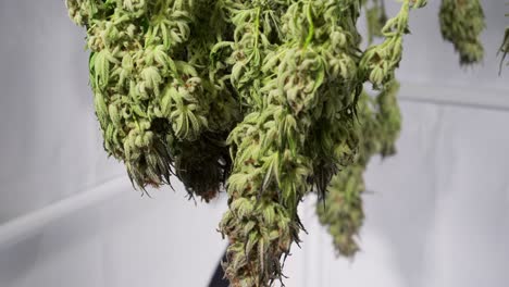 dolly shot of drying cannabis plants in a grow tent