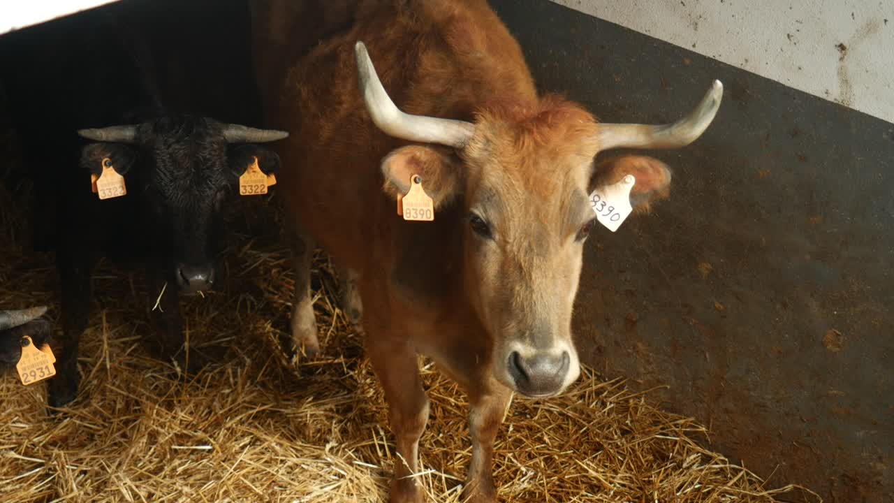 두 마리의 암소 서