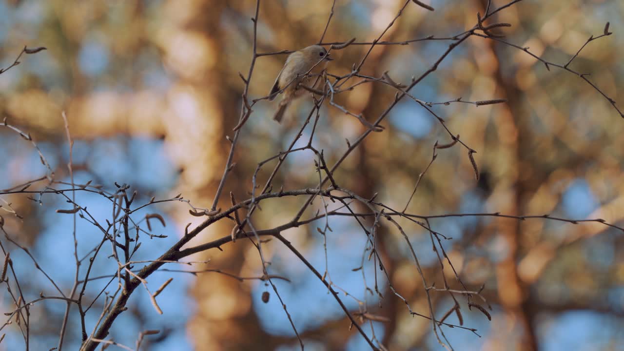 View Of European Nuthatch Jumping From Branch Swinging In