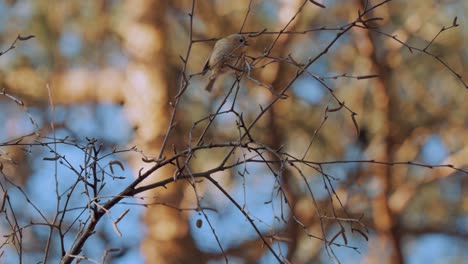 Ansicht-Des-Europäischen-Kleibers,-Der-Vom-Einschwingenden-Zweig-Springt