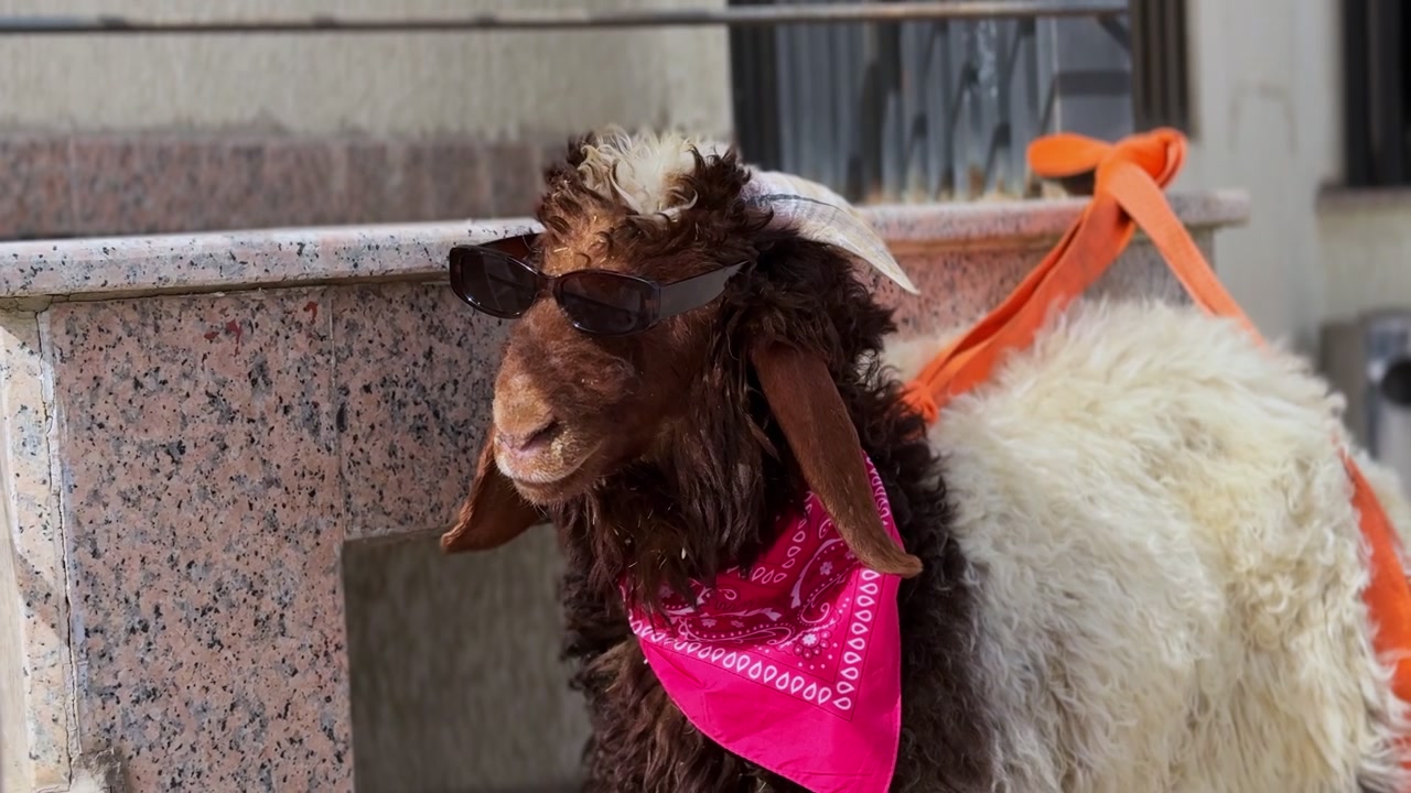 Koyu renk güneş gözlüğü ve pembe bir bandana takan komik kahverengi ve beyaz bir koyunun çekimi. Havalı hayvan, parlak güneşli bir günde mermer merdivenlerin yakınında dışarıda duruyor.