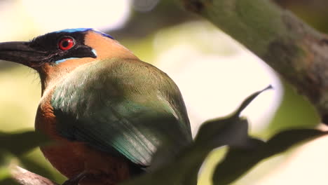 whooping motmot tropical bird of eastern panama, south america sitting in tree branch close up