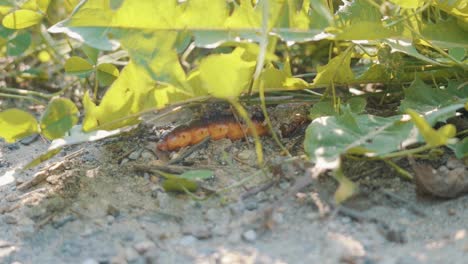 Ein-Wurm,-Der-Im-Boden-In-Die-Blätter-Von-Pflanzen-Kriecht-Und-Tagsüber-Im-Garten-Von-Bratislava,-Slowakei,-Nach-Nahrung-Sucht---Nahaufnahme