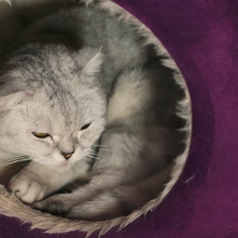 Eine-Aschfarbene-Katze-Sitzt-In-Seinem-Haus