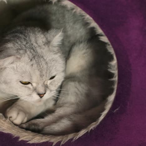 an ash-colored cat is sitting in his house