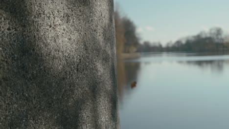 flickering shadows of leaves on the concrete pillar of the old dam on the elbe