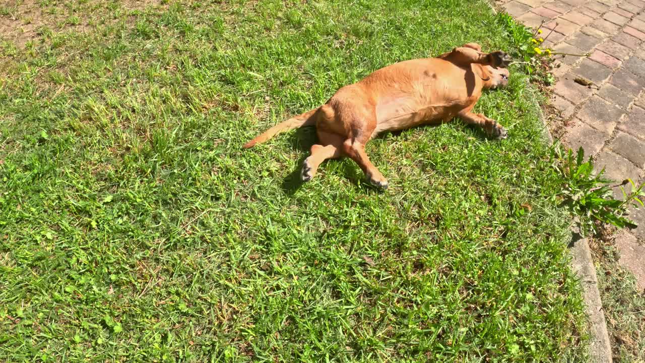 Happy dog rolling in grass on a sunny day. Dachshund breed dog enjoying sunny weather.