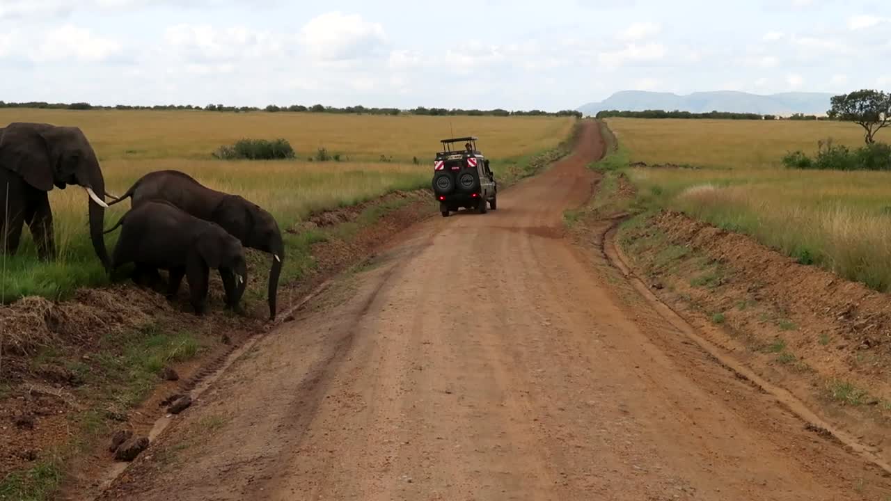 Elefanti selvatici attraversano una strada sterrata mentre i turisti li osservano da un'auto durante un safari in Africa.