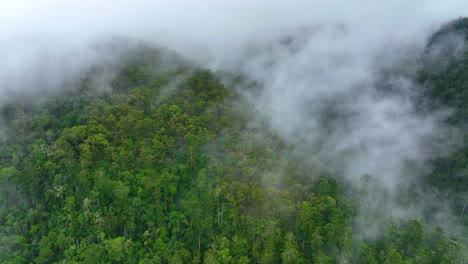 una niebla ligera a la deriva sobre una exuberante selva tropical prehistórica en la montaña bunya queensland australia