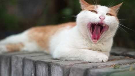 orange cat resting and sleeping on the windowsill