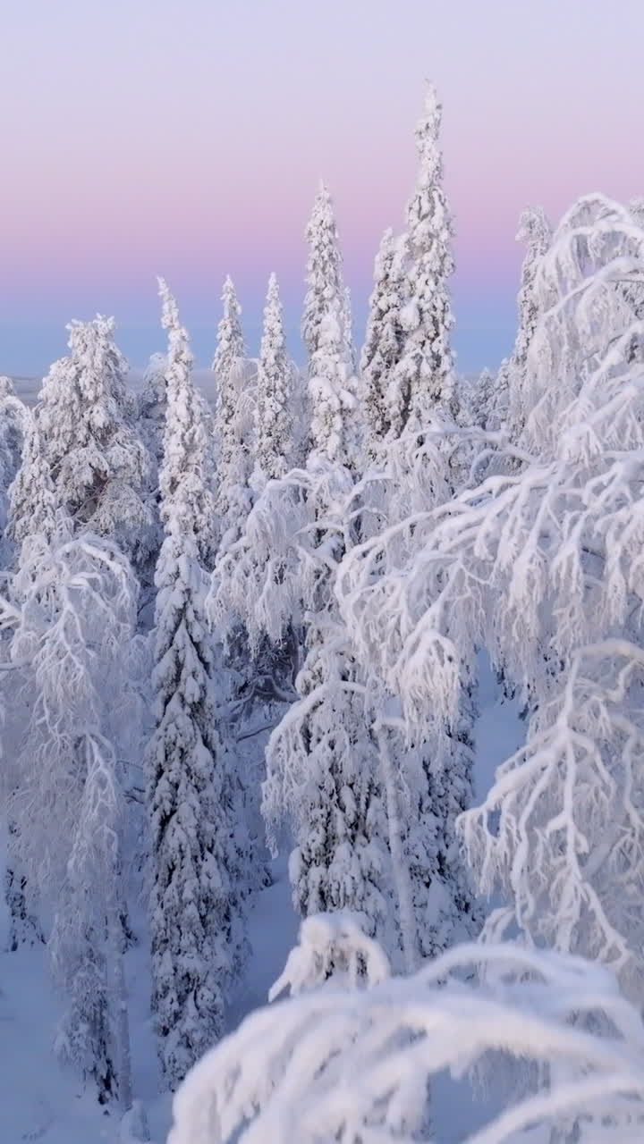 Vertikalt droneoptagelse, der stiger op over en glødende vinterskov, polarnat i Lapland