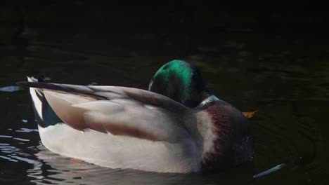 Male-duck-shakes-water-off-and-preens-feathers-on-the-water