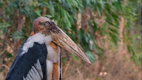 Un-Gran-Pájaro-De-La-Familia-De-Las-Cigüeñas-Común-En-El-Sur-De-Asia-Y-Ahora-En-Peligro-De-Extinción-Debido-A-La-Pérdida-De-Hábitat