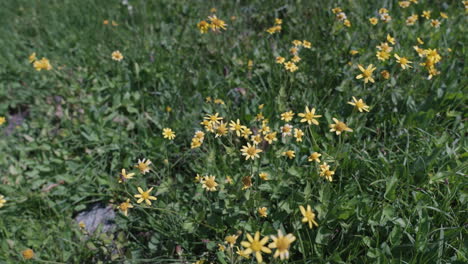 Golden wildflowers in bloom at Logan Pass, Montana, under a clear sky