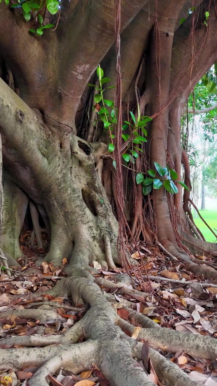 Close-up of banyan tree roots and foliage in a serene park setting, showcasing intricate textures and natural beauty