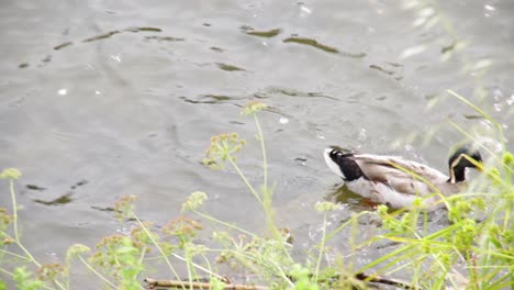 close view of wild duck peacefully swims looking some food in the river on a pleasant spring afternoon