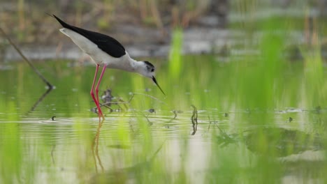 Long-legged-Black-winged-stilt-wading-through-shallow-marsh-foraging,-telephoto