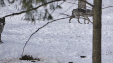 grey wolf walking through winter forest trail