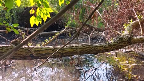 árbol-Caído-Se-Cierne-Sobre-El-Agua-Del-Pantano,-Estático