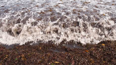 white water wave rolls over dead seaweed and splashes up