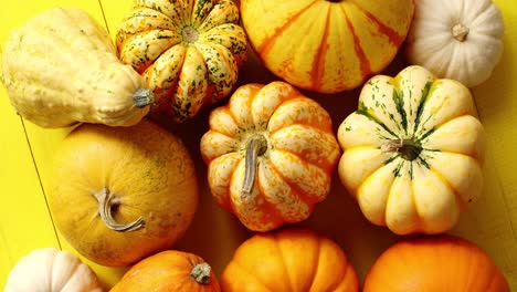 Pile-of-ripe-pumpkins-on-yellow