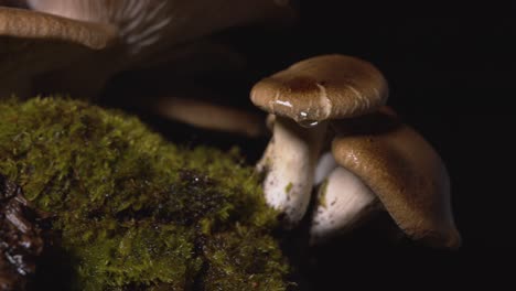 Left-to-right-tracking-shot-close-up-of-small-wet-homegrown-mushrooms-on-black-background