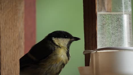 Great-tit-sip-water-and-take-away-sunflower