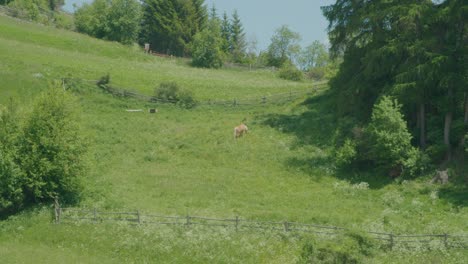 steady shot, horse eats grass inside the fence in italy, scenic view of greenfield on a bright sunny day