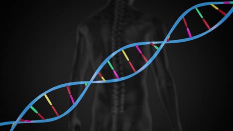 animación de una hebra de adn 3d girando sobre la vista trasera del cuerpo humano