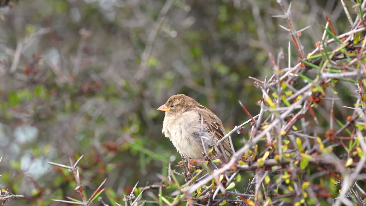 A sparrow rests on a branch amidst lush foliage at Lake Tekapo, captured in natural daylight with a serene ambiance