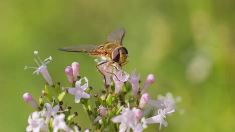 hoverflies, flower flies or syrphid flies, insect family syrphidae.they disguise themselves as dangerous insects wasps and bees.the adults of many species feed mainly on nectar and pollen flowers.