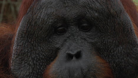 close-up of an orangutan