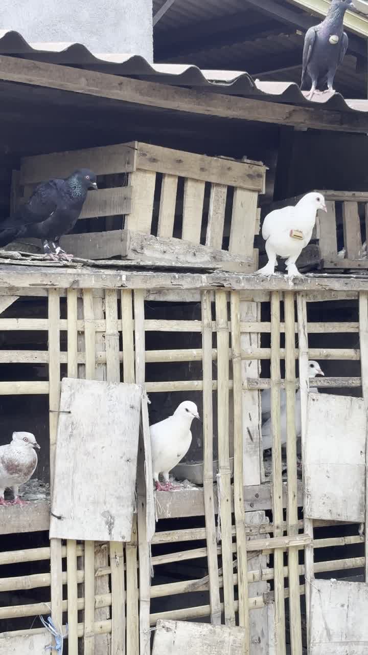 Rustik Bir Bambu Kümesinde Duran Çeşitli Güvercinler