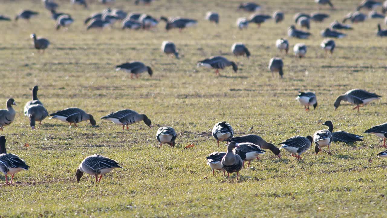 una gran bandada de gansos albifrones de frente blanca en el campo de trigo de invierno durante la migración de primavera