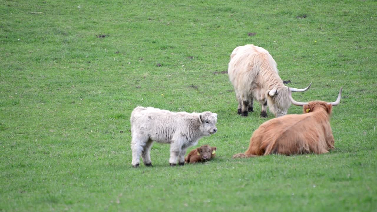 독일의 화창한 아침에 무성한 녹색 초원에 앉아서 풀을 뜯고 있는 두 마리의 송아지와 함께 두 마리의 고원 소 가족