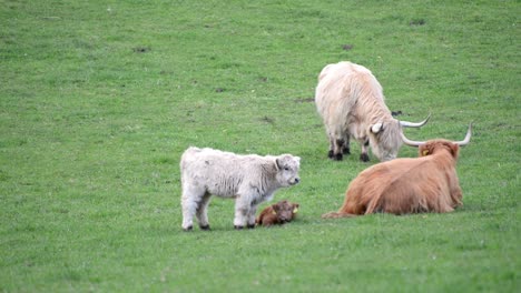 a family of two highland cows with two calves standing sitting and grazing on a lush green meadow on a sunny morning in germany