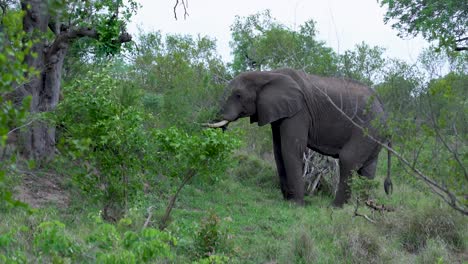 zooming on a large african elephant as it feeds, kruger, south africa loxodonta africana
