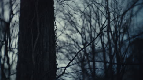 dark forest trunk