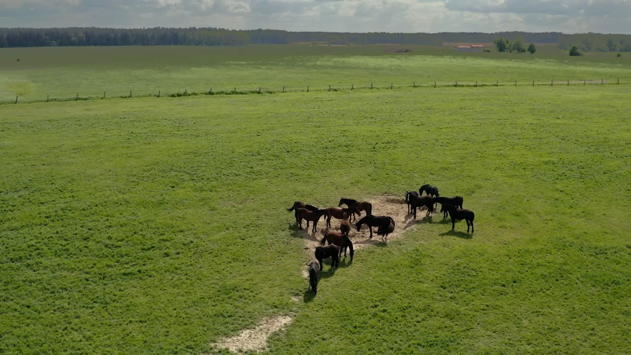 Veduta aerea di una mandria di cavalli in un pascolo verde in Warmia, Polonia - ripresa con drone