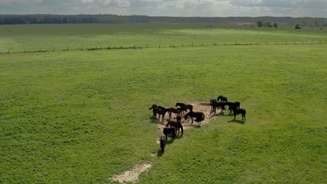 aerial view of herd of horses in green pasture in warmia, poland - drone shot